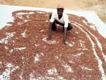 Drying cooca beans