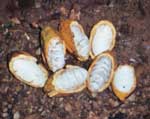 Ripe cocoa pods