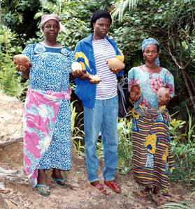 Agbanga Karite members display the golden shea butter fruit they have gathered