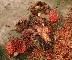 Bunch of native palm fruits